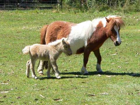Photo: Beltona Miniature Horse & Pony Stud